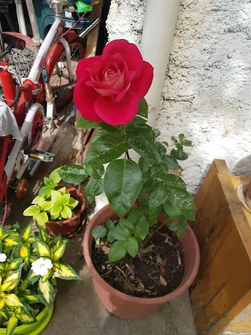 Centrally Located Lemon House Tirana 0*,  Albanien